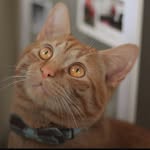 Cletus Ray - @meowcletus - Instagram