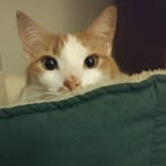 Cletus Ray - @cletusraycat - Instagram