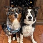 Cletus & Riley - @cletusandriley - Instagram
