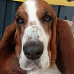 Clifford The Basset Hound - @cliff_thebassethound - Instagram