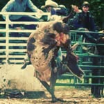 peanut buckler - @cliff_buckler - Instagram