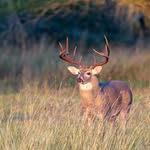 Cliff Bush - @cliffbush98 - Instagram