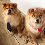 Clifford&Emily Chow - @clifford.emilychowchow - Instagram
