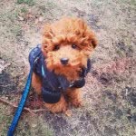 Clifford Conrad - @clifford_the_little_red_dog - Instagram