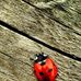 Ethel Cluff - Facebook