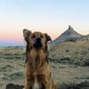 Cliff_Ford 🐕 - @cliff_ford_33 - TikTok