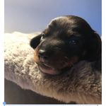 Clifford - @cliffford_2o2o - Instagram