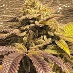 Cliff Hardy - @1_of_3_kings - Instagram