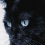 le chat de finn et cliff holtz - @satanholtz - Instagram
