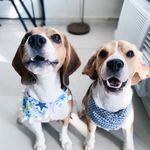ℂ𝕝𝕚𝕗𝕗 𝕒𝕟𝕕 ℍ𝕦𝕟𝕥𝕖𝕣 - @notorioushoundbros - Instagram