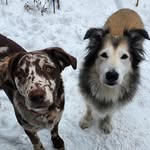 Kane & Cliff - found fur brothers - @kaneandcliff - Instagram
