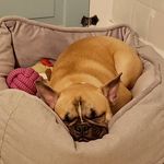 Cliff Kent - @cliff.k.fickthefrenchie - Instagram