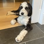 Cliff Kim - @criffdawg - Instagram