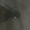 Cliff - @cliffreddog1 - TikTok