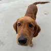 Clifford - @reddogcliff - TikTok