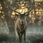 Cliff Russell - @cliffruss56 - Instagram