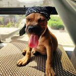 Clifford | 🐶🇵🇪 - @cliffordthestanford - Instagram