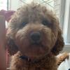 Clifford the Cockapoo - @cliffordwinters - TikTok
