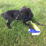 Cliff Young - @flatcoatcliff - Instagram