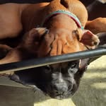 | ~ Clifford ~ | - @clifford.the.big.red.boxer.dog - Instagram