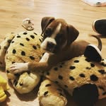 Cliffordtheboxer - @cliffordtheboxer - Instagram