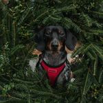 Clifford Johnson-McErlean - @clifford_the_long_black_dog - Instagram