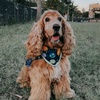 Clifford - @clifforddengoso - TikTok