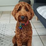 Clifford McLeod - @cliffy.dog - Instagram