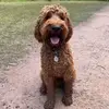 Clifford McLeod - @cliffy.dog - TikTok