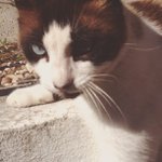 Clifford Patterson - @freshtrumpmegs - Instagram