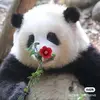 Clifford Ross - @clifford.ross1 - TikTok