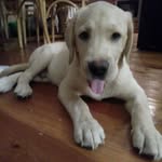 Clifford Ross - @clifford_ross_labrador - Instagram