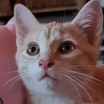Clifford Samson - @cliffordsamson8 - Instagram