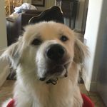Samson - @samson_clifford - Instagram