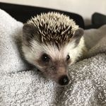 clifford stanley watson🦔 - @_cliffordhedgehog - Instagram