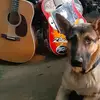 Rambo - @clintadkins667 - TikTok