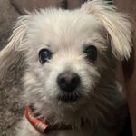 Baxter - @baxtermcclintic - Instagram