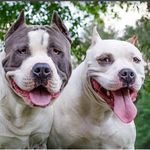 Clint Martin Benjamin - @kc_pit_boss - Instagram