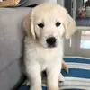 Indy - @clint.chapman001 - TikTok