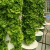Clint Crowe - @sweetwaterurbanfarms - TikTok