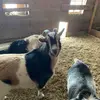 clintschuette - @clintschuette - TikTok