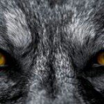Clint Shepherd - @wyoshep - Instagram