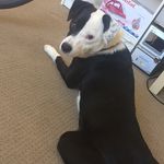 Clint Shepherd - @clint_the_dog - Instagram