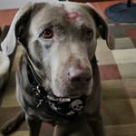 Clint The Silver Labrador - @clint_the_silver_labrador - Instagram