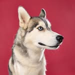 Mr Silver Clint l Sibirien Husky - @mr.silver.clint.husky - Instagram