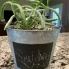 Courtney Starnes - @clint.starnes - TikTok