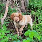 Clint Wagner - @birddogsandoil - Instagram