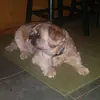 Clint Whitehead - @dogoroket - TikTok