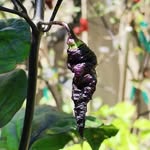Clinton Hunter - @cdhot.sauce - Instagram