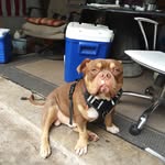 Clinton Mohammed - @wolf9clan - Instagram